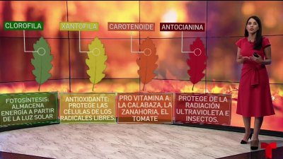 ¿Por qué las hojas cambian de color en el otoño?