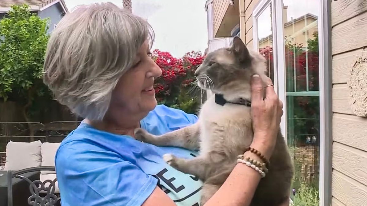 Gato regresa del parque Yellowstone a su casa en California – Telemundo ...