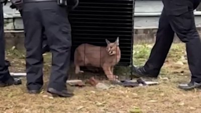 Capturan a gato caracal que fue visto merodeando por Hoffman Estates