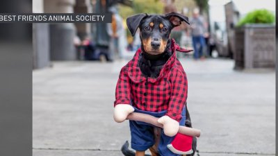 Cómo proteger a las mascotas durante el Día de Halloween