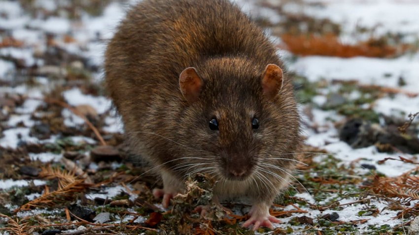 A rat wanders near the Navy Pier Flyover in Chicago, Dec. 18, 2020. (Jose M. Osorio/Chicago Tribune/Tribune News Service via Getty Images)