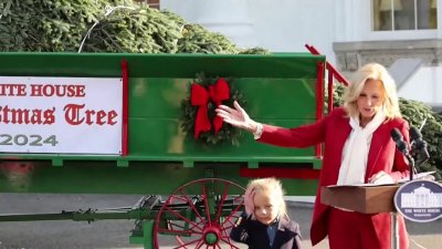 Un sobreviviente: así es el árbol de Navidad elegido para la Casa Blanca