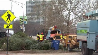 Pronto comienza el reciclaje de árboles navideños en Chicago