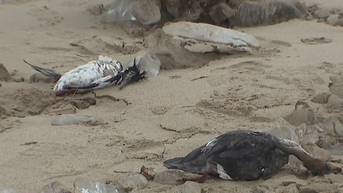 Polémica en una pequeña ciudad costera de EEUU: sacrificaron a 150 gansos  porque eran considerados una molestia - Infobae, image size:1200x675