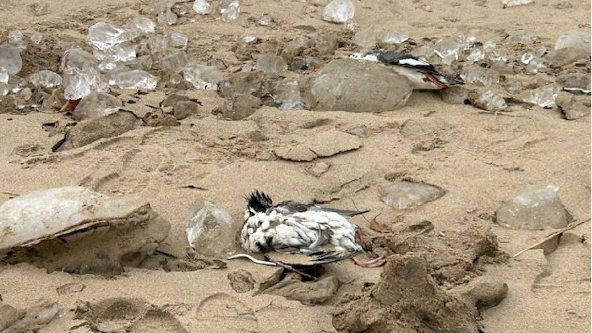 Dos \, image size:1199x675