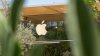 Demanda contra Apple: Millones podrían recibir dinero, pero necesitarán estos documentos