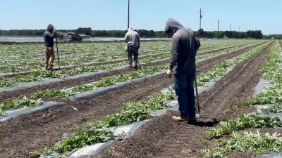 Lugares en donde el gobierno de Trump pausará las redadas