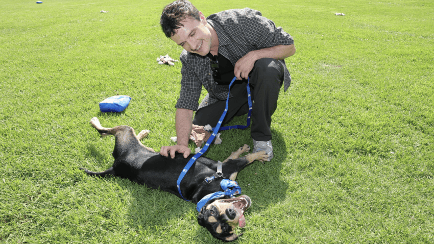Josh Hutcherson interacts with a dog at the spcaLA in Long Beach, California.