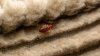 Estos diminutos insectos pueden chuparte la sangre mientras duermes