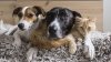 Desocupar los Albergues impulsa 135,000 adopciones de mascotas y recauda $480,000 en donaciones