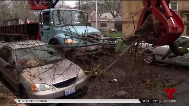 Destrucción y árboles caídos por tormentas en Albany Park