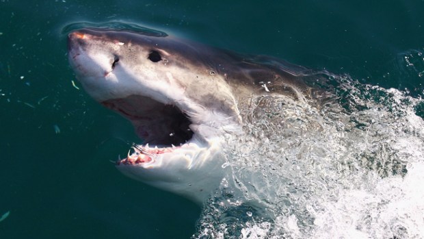 Video: Bañista rescata 3 tiburones recién nacidos
