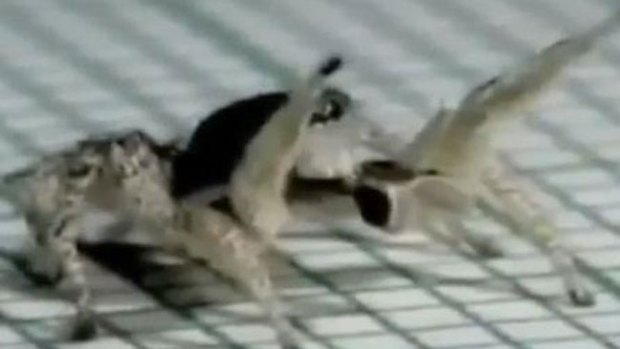 Video: La araña más salsera del mundo