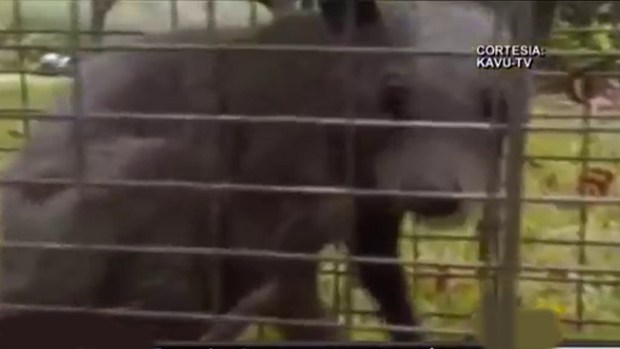 Video: Dicen haber capturado al "chupacabras"