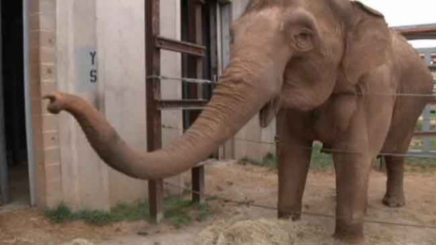 Video: Muere tras ser atacado por un elefante