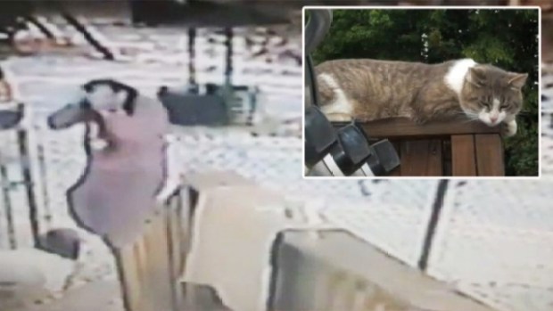 Video: Mujer defiende al gato que la atacó