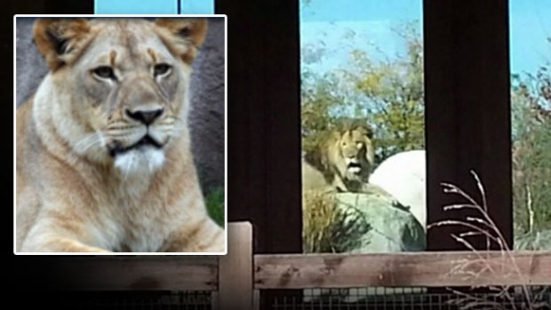 Video: Público ve a león matar a leona en el zoo
