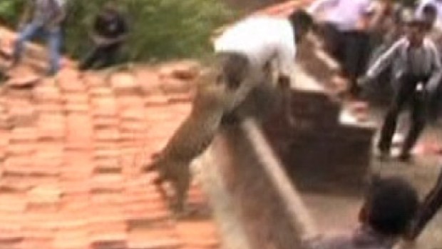 Video: Leopardo suelto siembra pánico y ataca