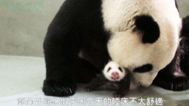 Video: Mamá y bebé panda, ¡qué ternura!