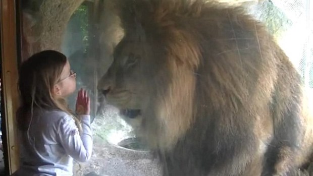 Video: Niña puede más que león