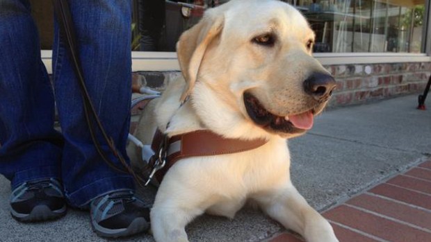 Video: Perro guía se convierte en héroe
