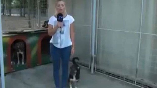 Video: Insólita reacción de perro a reportera