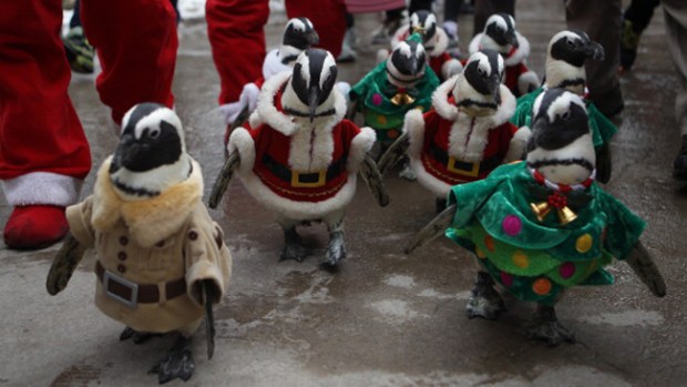 Video: Divertido desfile de pingüinos navideños