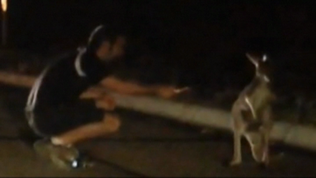 Video: Un canguro perdido en Texas