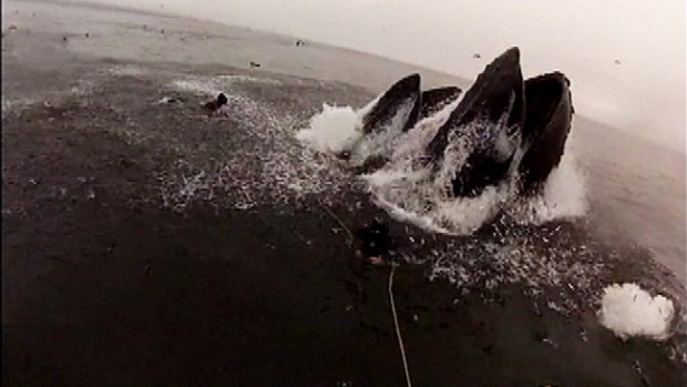 Video: Ballenas por poco se tragan a buzo