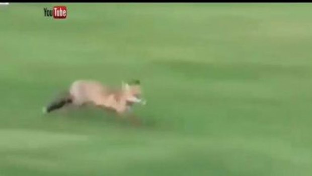 Video: Increíble: el zorro que juega a golf