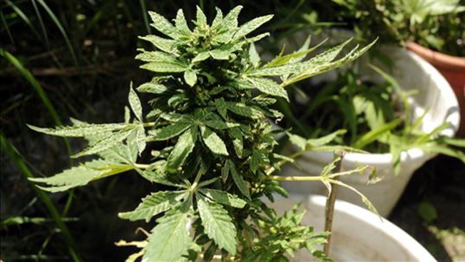 Denver: Gastronomía y cannabis