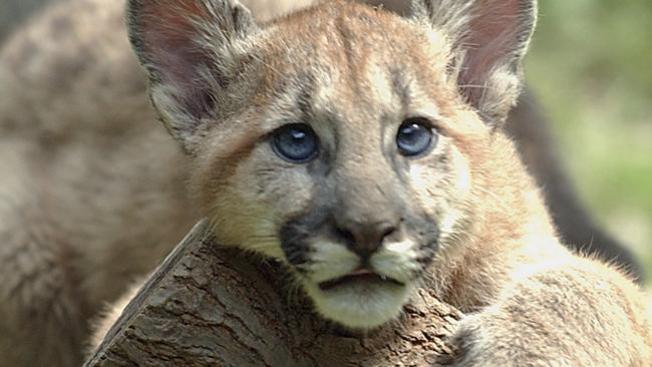 ¿Puma rondando en la región?