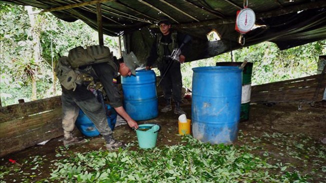 Hallan primer cultivo de coca en México