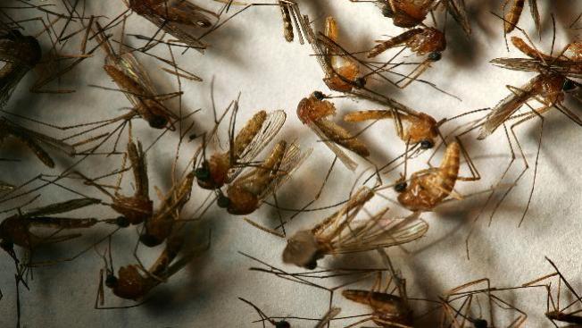 Fumigan contra mosquitos