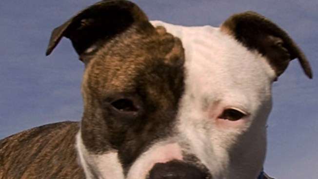 Encuentran perro tras 8 años, a miles de millas de casa