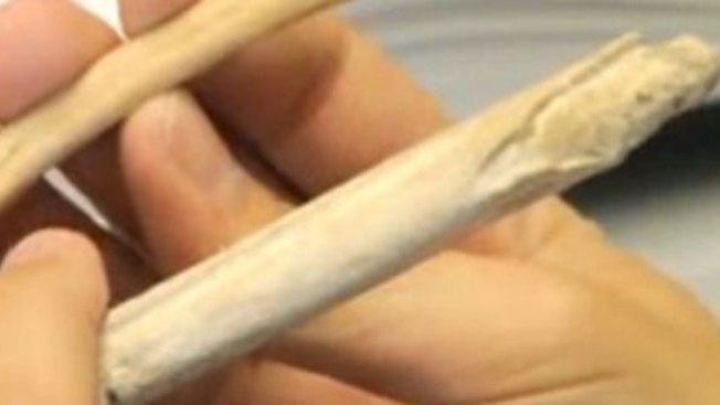 Descubren pene de oso prehistórico