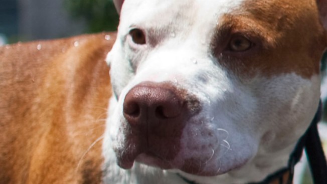 ¿Chicago sin Pit Bulls?