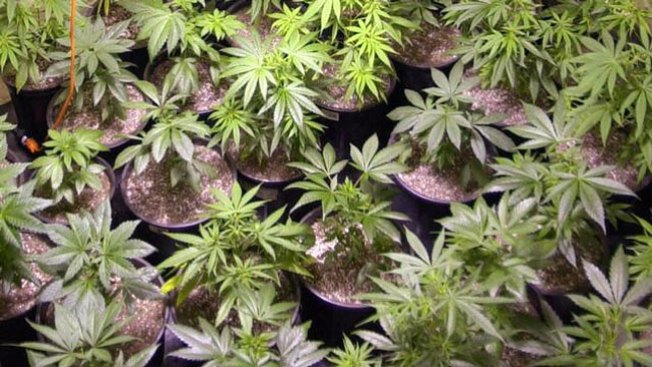 EEUU: marihuana sería motor económico