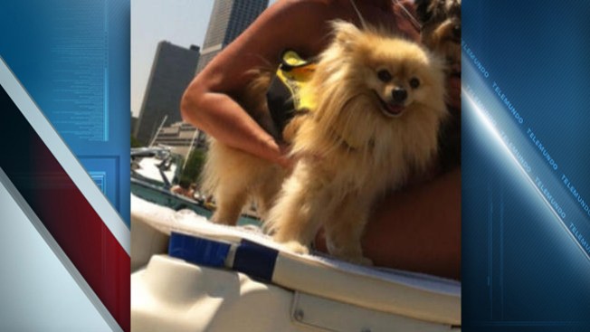 Encuentran a perrito que cayó al río